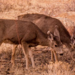 Estes Park Colorado