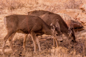 Estes Park Colorado