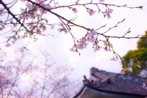 Cherry Blossom